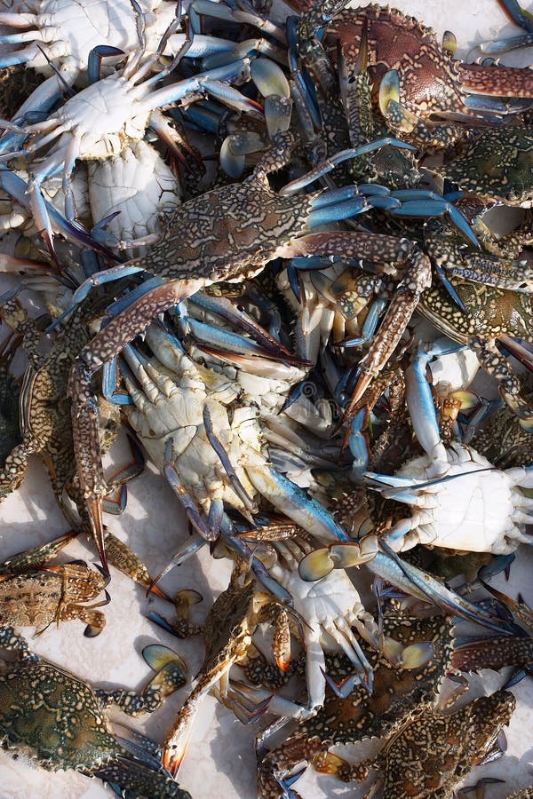 Live crabs from the Arab Gulf royalty free stock photography Live crabs from the Arab Gulf royalty free stock photography