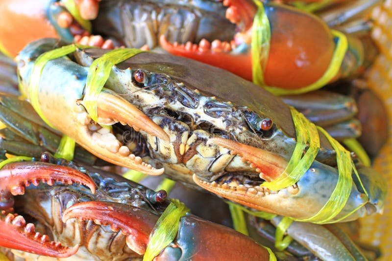 Live crabs for cooking stock photo. Image of seafood 32582876