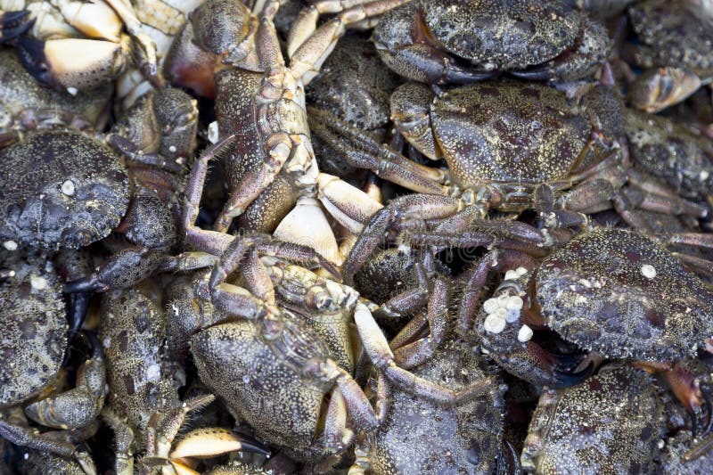 Fresh Crabs at the Dubai Fish Market, UAE Stock Image Image of