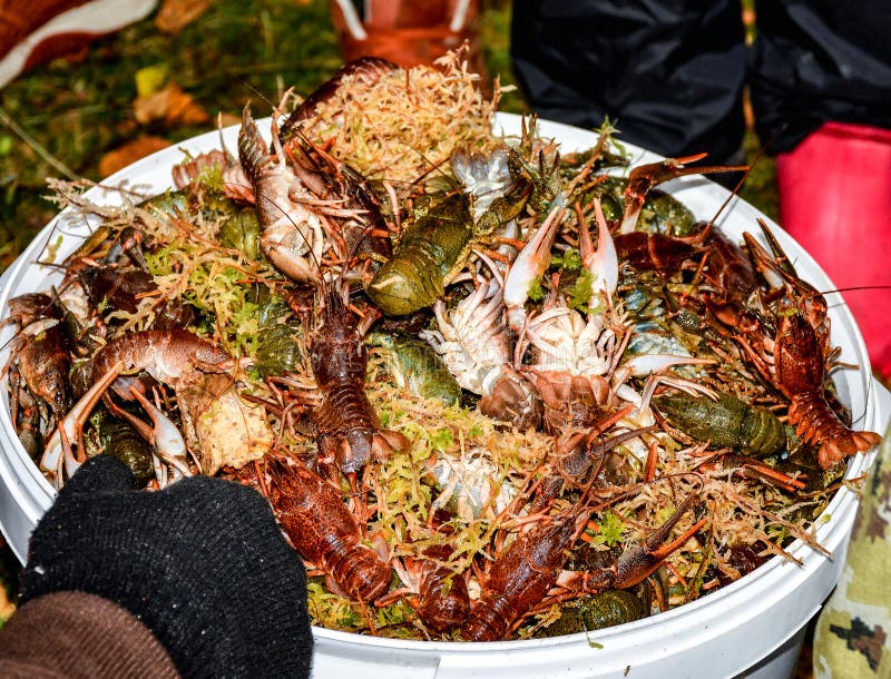 Large Bucket Crabs Stock Photos Free & RoyaltyFree Stock Photos from