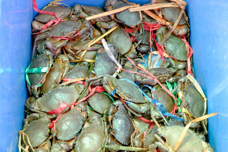 Crab Traps Wire Trap Plastic Trap Blue Crab Trap Lee Fisher Fishing Supply