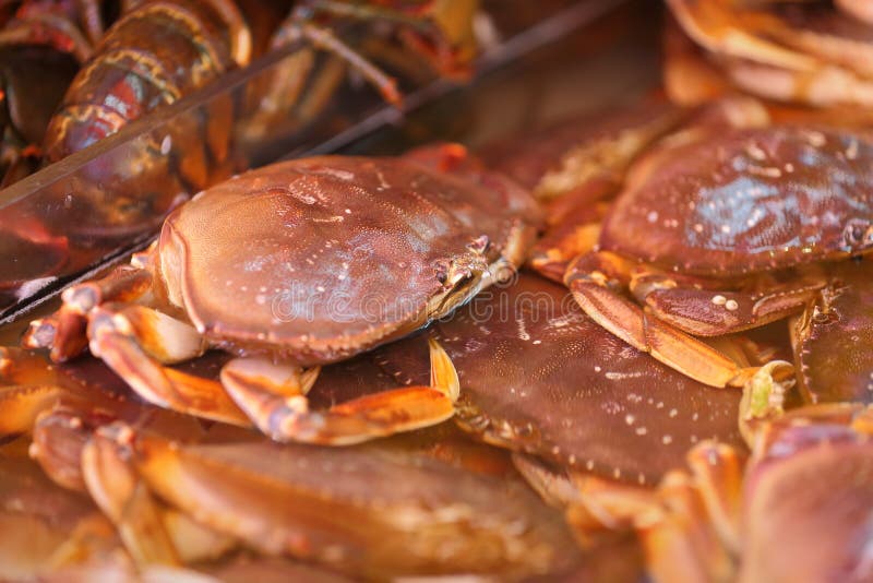 Live Dungeness Crab sur le marché