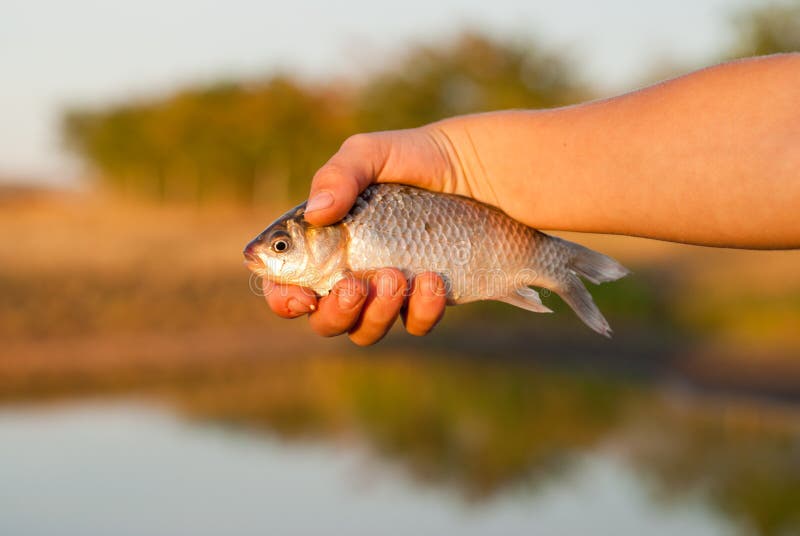 Live fish stock photo. Image of water, gold, goldfish 26591140