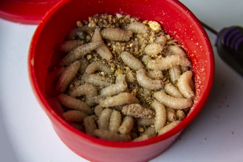 556 Bait Maggots Stock Photos - Free & Royalty-Free Stock Photos from  Dreamstime