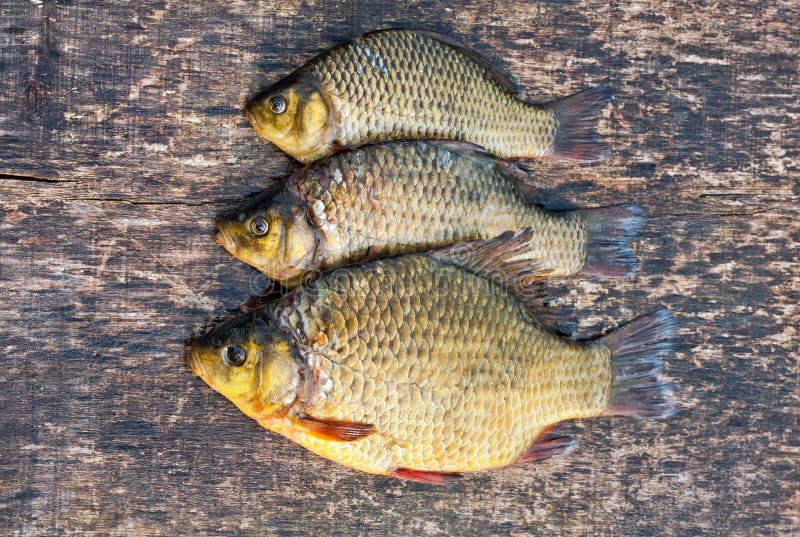 Live Freshwater Fish Crucian Stock Photo Image of aqua, catch 35161788