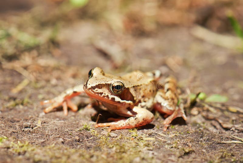 Live frog stock photo. Image of macro, frog, nature, pets - 49057404