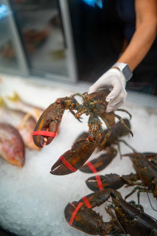 Live Lobster with Claw Clamps at High End Seafood Restaurant Stock