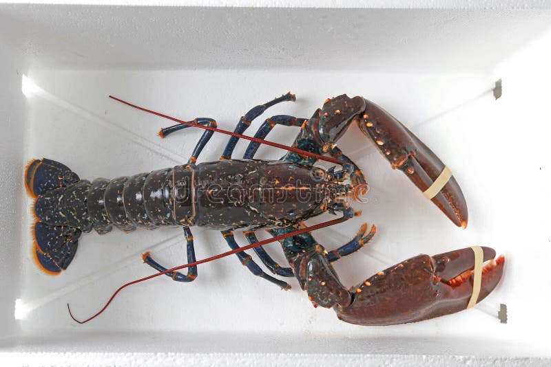 Lobster stock photo. Image of animal, shellfish, orange - 35737882