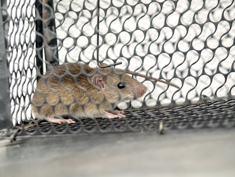 Little Rat Traped In Mousetrap Cage Stock Photo - Download Image Now -  Mousetrap, Rat, Small - iStock