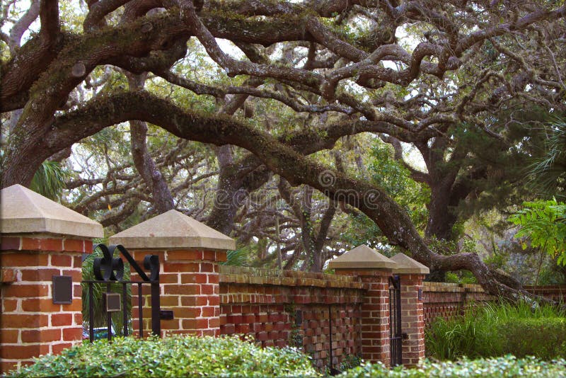 Beautiful old live oak in formal garden