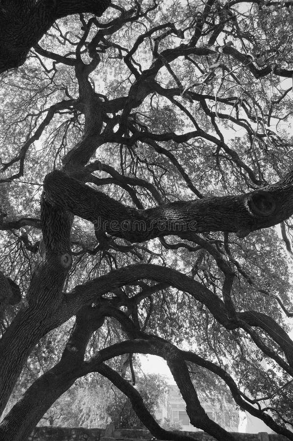 A large Live Oak on the grounds of the Alamo. A large Live Oak on the grounds of the Alamo