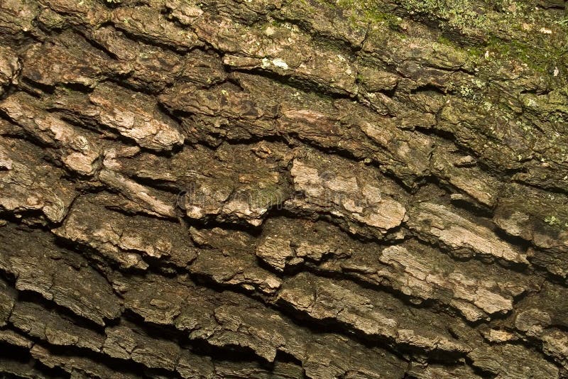 Live Oak Bark with some fungus on it.