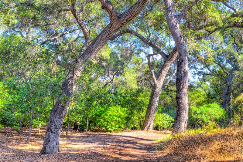 Live Oak forest with green and brown forest floor. Live Oak forest with green and brown forest floor