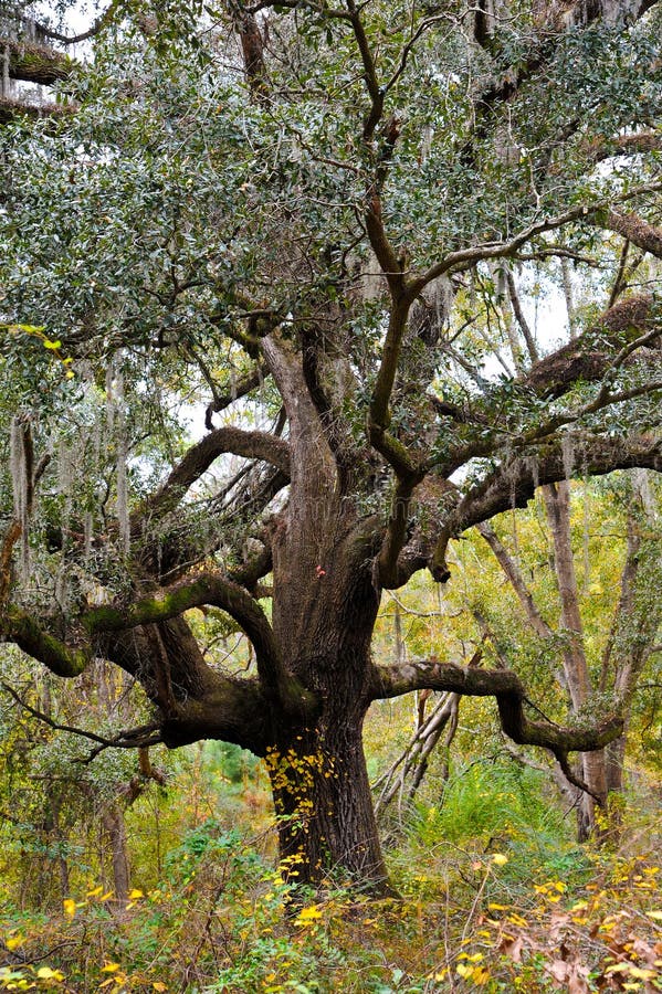 Large Live Oak Tree with Hanging Spanish Moss