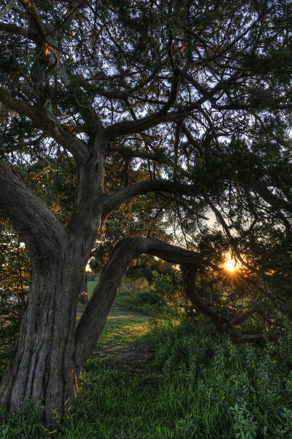 Live oak tree catching last rays of sunlight. Live oak tree catching last rays of sunlight