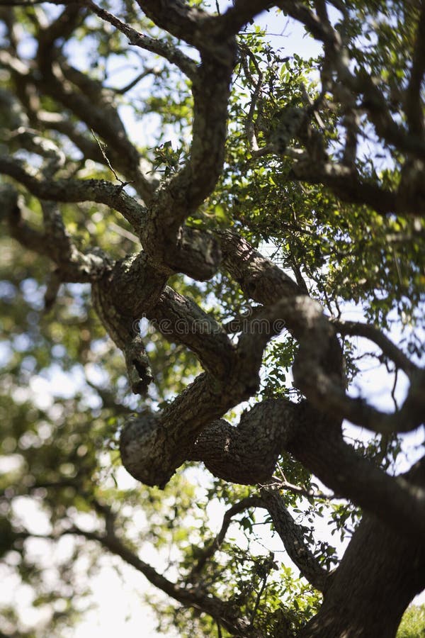 Selective focus shot of live oak tree branches. Selective focus shot of live oak tree branches.