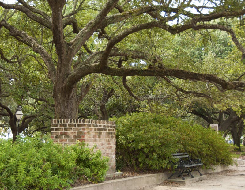Live Oak Tree stock photo. Image of large, tree, walkway 27593062