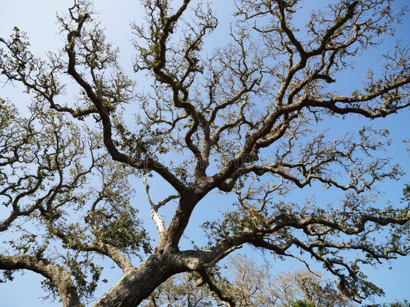 Low angle view of branches of live oak tree with blue sky in background. Low angle view of branches of live oak tree with blue sky in background.
