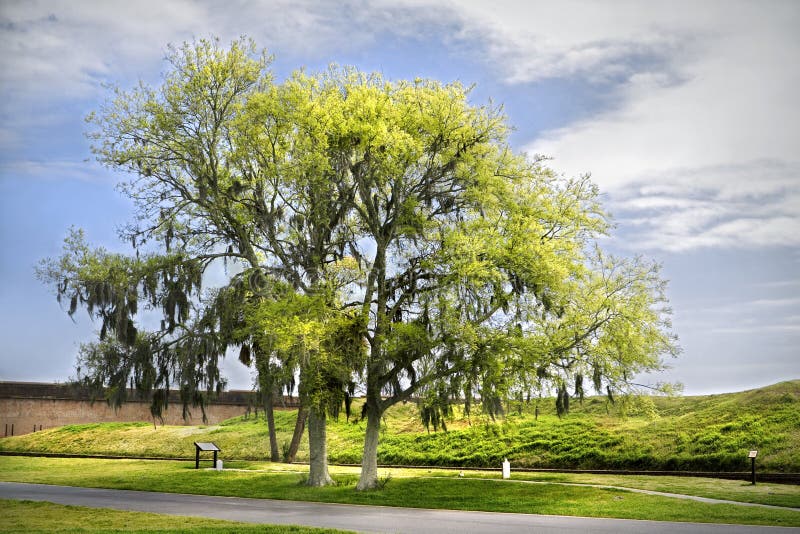 Live oak tree with sun shining down from above.