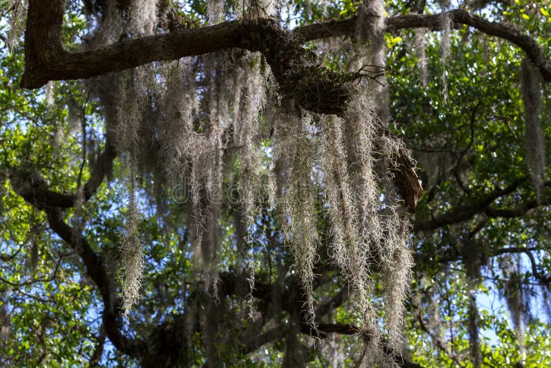 Beautiful Live Oak Tree Draped in Spanish Moss Along its Branches