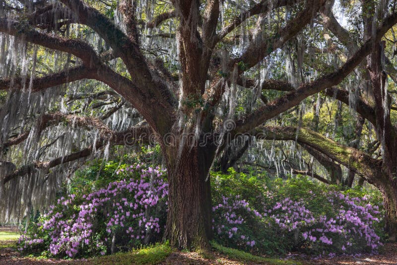Live Oak Tree en Bloeiende Azalea's royalty-vrije stock foto Live Oak Tree en Bloeiende Azalea's royalty-vrije stock foto