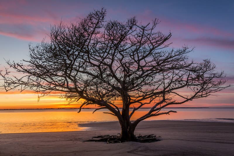 Live Oak Tree Growing sur Georgia Beach au coucher du soleil photos stock Live Oak Tree Growing sur Georgia Beach au coucher du soleil photos stock