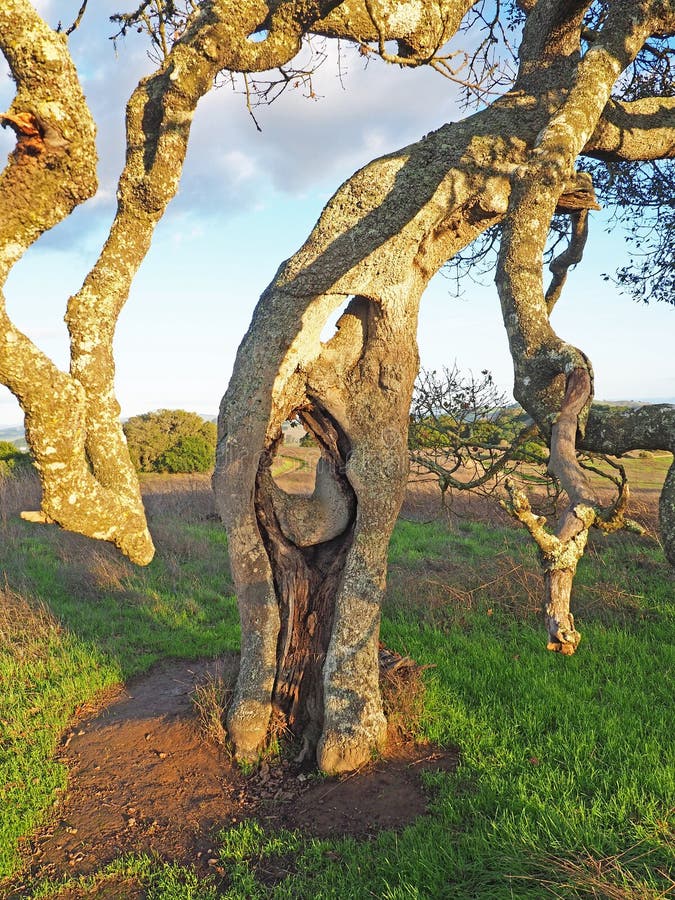 Live Eik in het Helen Putnam Park stock afbeeldingen