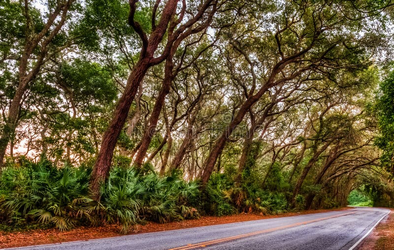 Amelia Island Drive lined with live oak trees. Amelia Island Drive lined with live oak trees