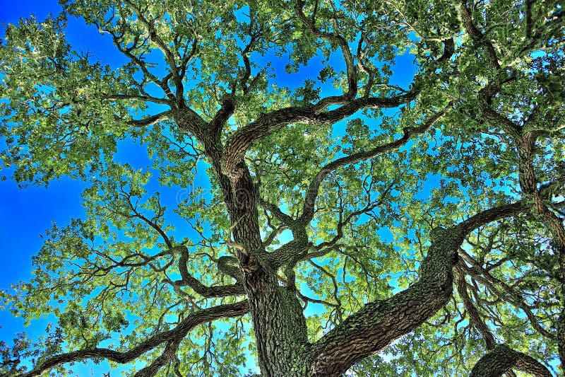 Looking at the sky through the live oak tree.