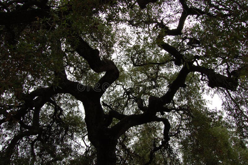 Live Oak Tree Silhoutte royalty free stock image Live Oak Tree Silhoutte royalty free stock image