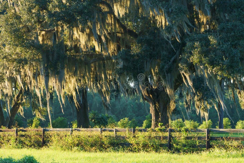 Live Oak tree with Spanish moss in pasture, field, or meadow behind four board country, farm, or ranch overgrown wood fence looking serene, peaceful, relaxing, beautiful, southern, tranquil. Live Oak tree with Spanish moss in pasture, field, or meadow behind four board country, farm, or ranch overgrown wood fence looking serene, peaceful, relaxing, beautiful, southern, tranquil.