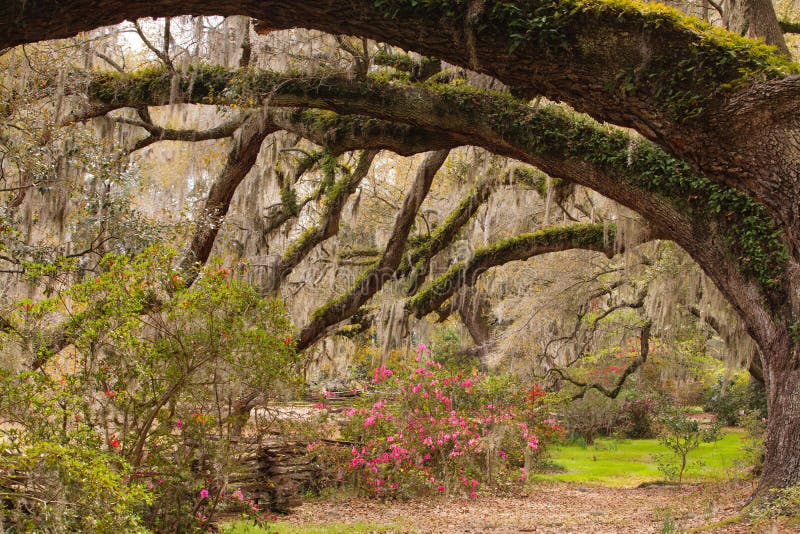 Azaleas, contrasted against new spring green grass, blooming beneath a tunnel of old southern live oak trees and hanging moss at a plantation in Charleston, South Carolina. Azaleas, contrasted against new spring green grass, blooming beneath a tunnel of old southern live oak trees and hanging moss at a plantation in Charleston, South Carolina.