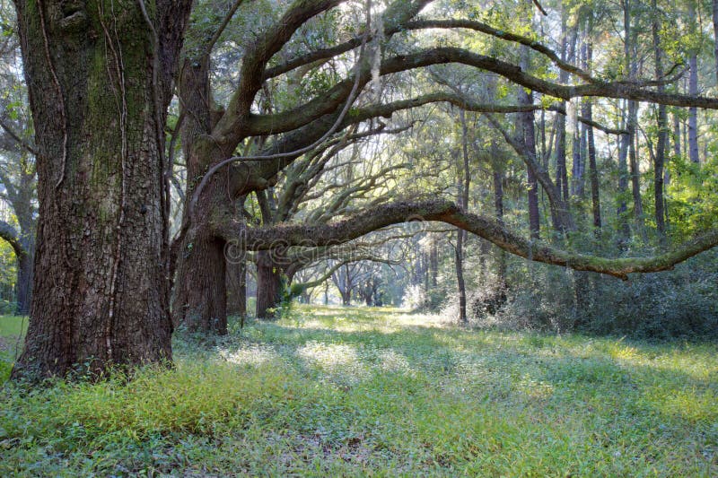 Live Oak Trees, Charleston South carolina. Live Oak Trees, Charleston South carolina