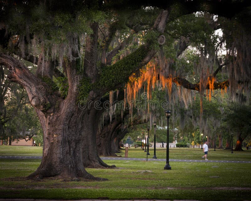 This is an image of a line of Live Oak trees, in New Orleans uptown Audubon Park, with sunset light reflecting off the hanging Spanish Moss. This is an image of a line of Live Oak trees, in New Orleans uptown Audubon Park, with sunset light reflecting off the hanging Spanish Moss.