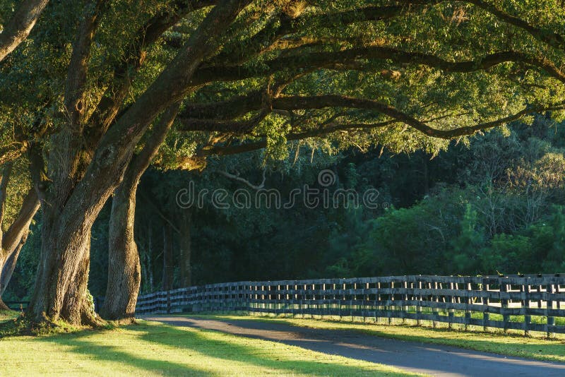 Live oak trees with four board farm fence in the rural countryside farm or ranch by a road looking serene peaceful calm relaxing beautiful southern tranquil. Live oak trees with four board farm fence in the rural countryside farm or ranch by a road looking serene peaceful calm relaxing beautiful southern tranquil