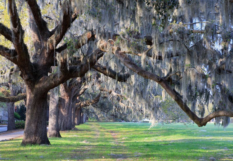 A row of live oak trees draped with hanging Spanish moss line the grounds of Forsyth Square in downtown Savannah, Georgia. A row of live oak trees draped with hanging Spanish moss line the grounds of Forsyth Square in downtown Savannah, Georgia.