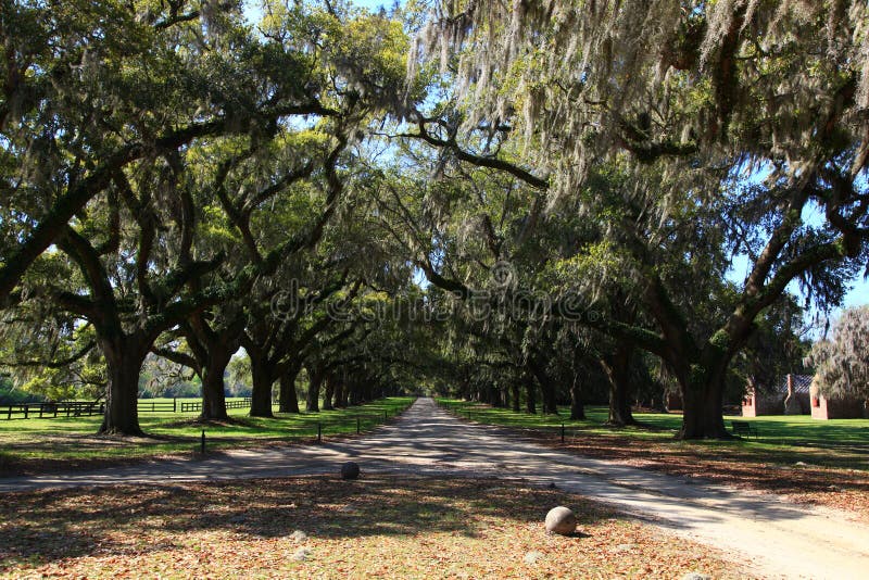 Oaks Avenue Charleston SC Plantation Live Oak Tree Stock Photo Image