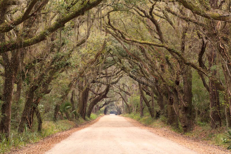 Charleston SC Botany Bay Dirt Road Spooky Tunnel royalty free stock image Charleston SC Botany Bay Dirt Road Spooky Tunnel royalty free stock image