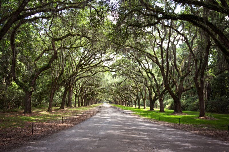 Live Oak trees in historical Savannah, Georgia. Live Oak trees in historical Savannah, Georgia