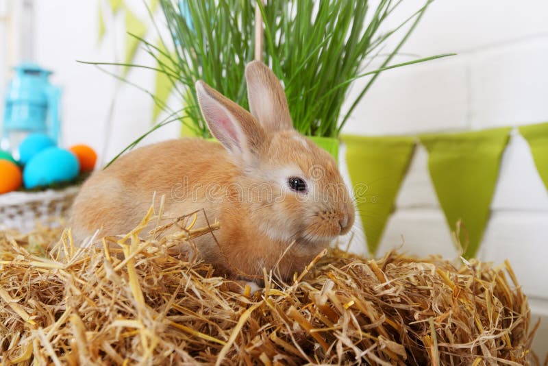 Rabbit eating flowers stock image. Image of basket, colorful 144926857