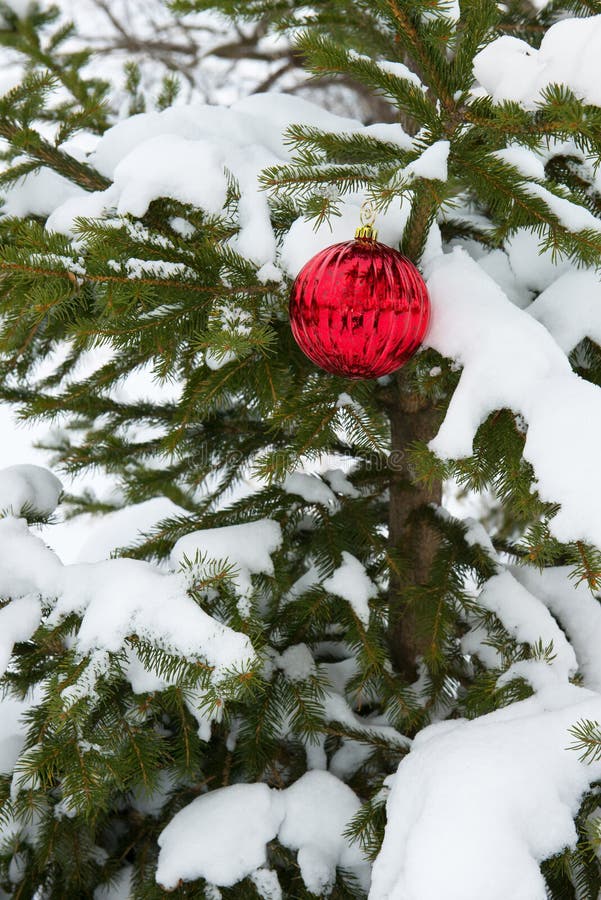 Live Real Christmas Tree, neige, décoration rouge simple d'ornement photographie stock Live Real Christmas Tree, neige, décoration rouge simple d'ornement photographie stock