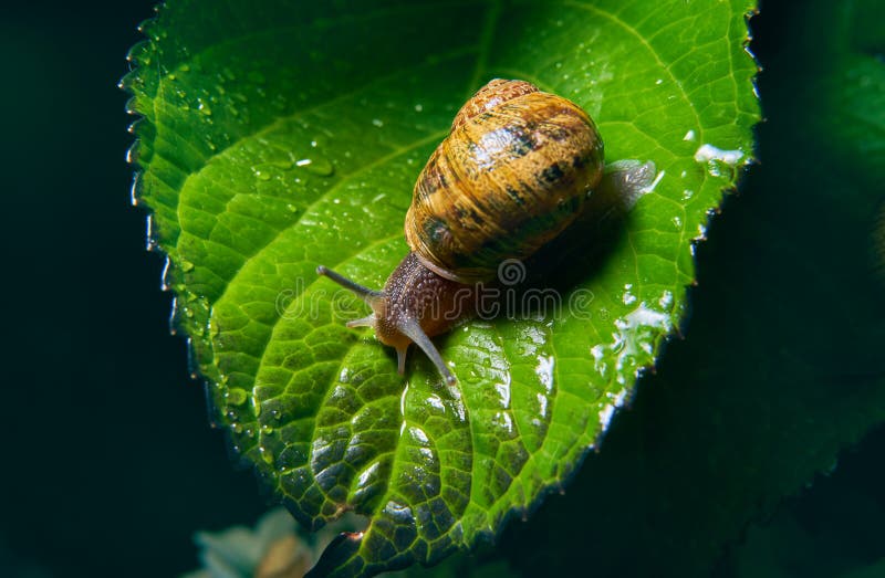 Live Snail Eating in the Green Leaves Drenched by Rain Stock Image Image of gastropod, natural
