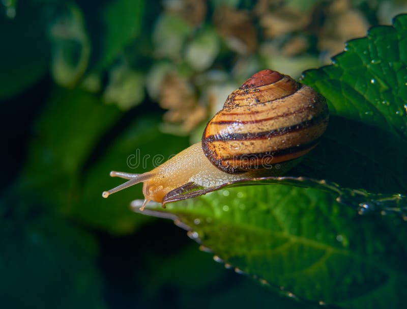 Live Snail Eating in the Green Leaves Drenched by Rain Stock Photo - Image of heliconia, gastropoda: 155682616 Live Snail Eating in the Green Leaves Drenched by Rain Stock Photo - Image of heliconia, gastropoda: 155682616