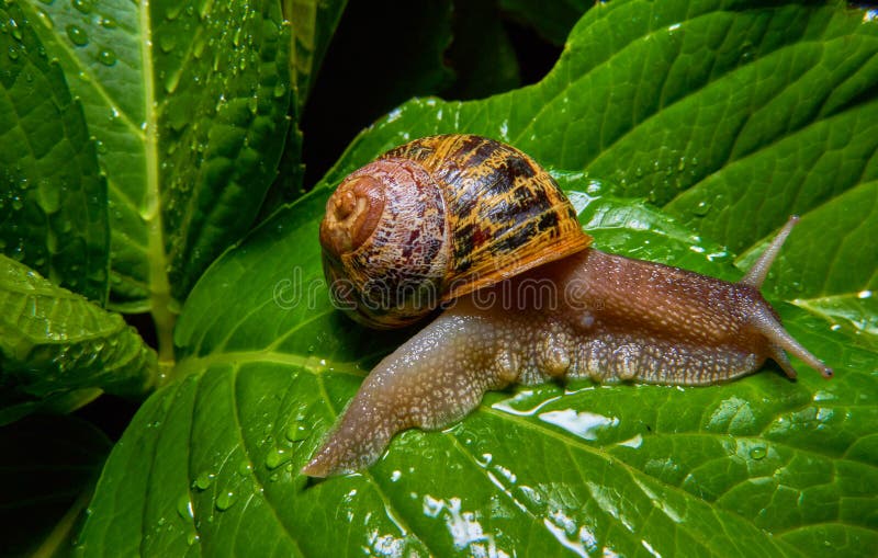 928 Snail Eating Leaves Stock Photos Free & RoyaltyFree Stock Photos