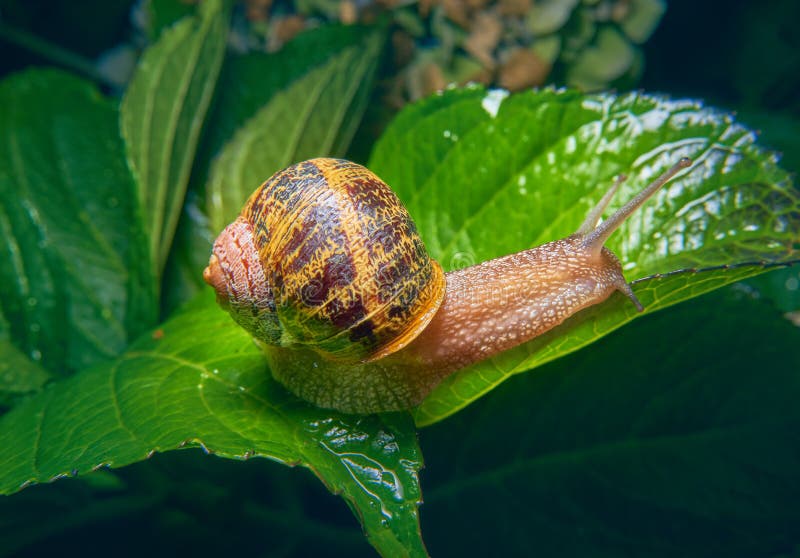 Live Snail Eating in the Green Leaves Drenched by Rain Stock Photo Image of hawaii, land