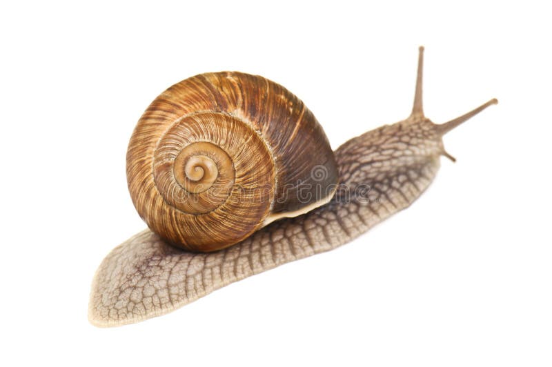 Live snail royalty free stock images
