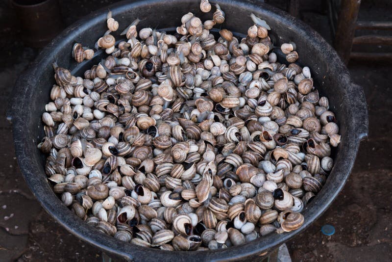 Live snails stock photo. Image of snail, travel, animals 68361296