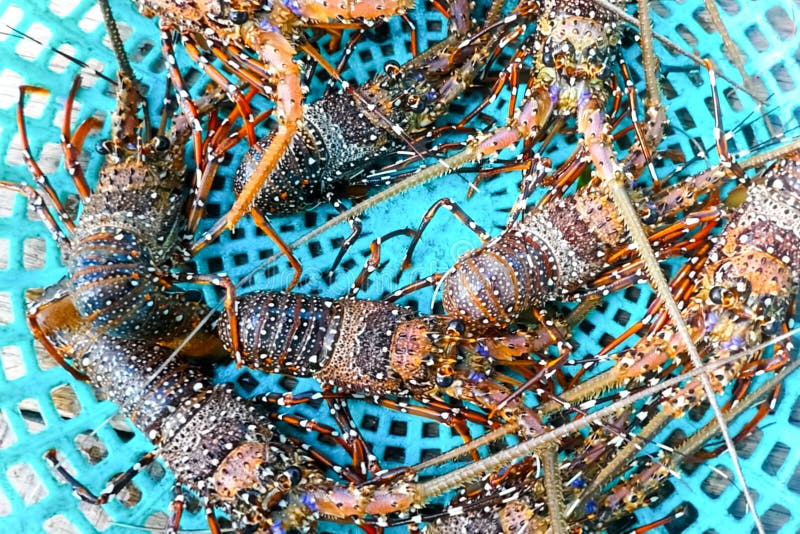 Live Spiny Lobsters in Basket. Catching Lobsters on a Farm Stock Image