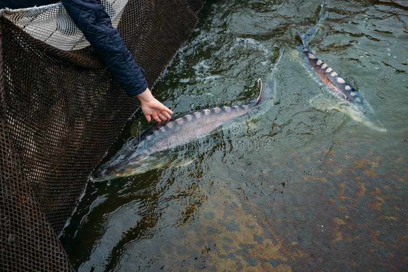 Live Sturgeons in the Cage in Fish Breeding Farm Stock Photo Image of