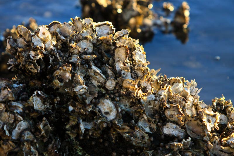 Live Sydney oysters on rocks in sunlight